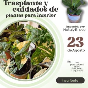 Taller de Trasplantes y Cuidados Para Plantas de Interior