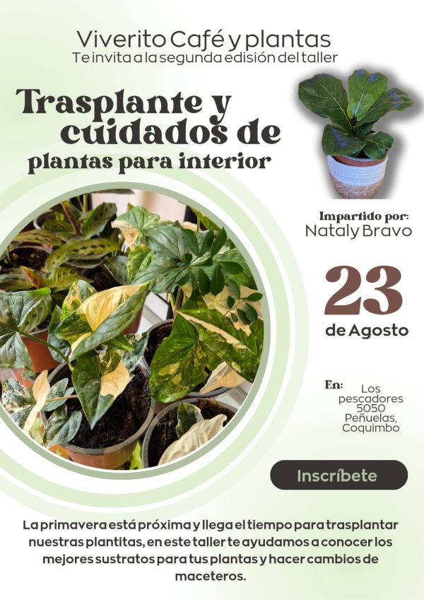 Taller de Trasplantes y Cuidados Para Plantas de Interior